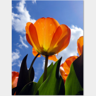 Orange Tulip, Blue Sky Posters and Art