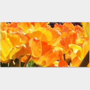 Close-up Orange and Yellow Tulips Posters and Art