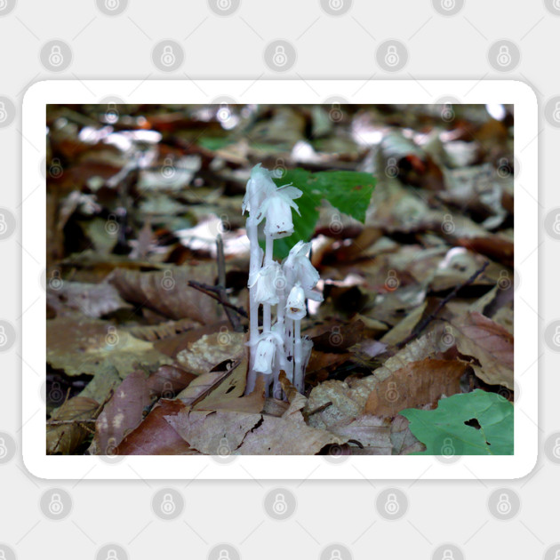 White Ghost Plant Sticker by H. R. Sinclair