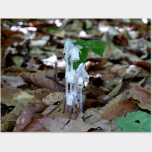 White Ghost Plant Posters and Art