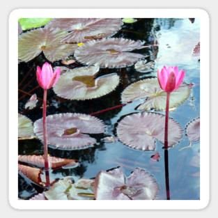 Pink Waterlilies in a Pond Sticker