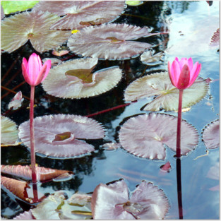 Pink Waterlilies in a Pond Posters and Art