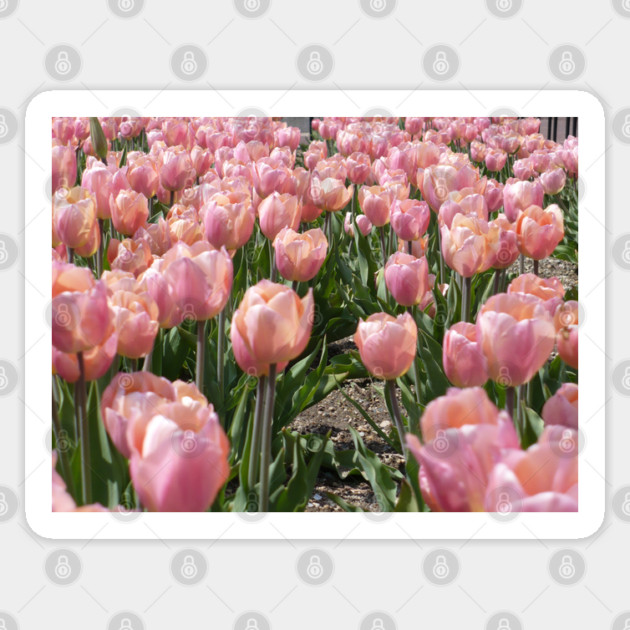 Sun-kissed Pink Tulips Sticker by H. R. Sinclair
