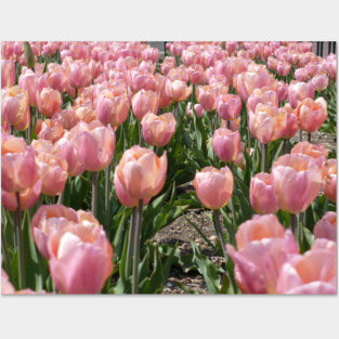 Sun-kissed Pink Tulips Posters and Art