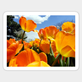 Orange Tulip Reaching for the Sky Sticker