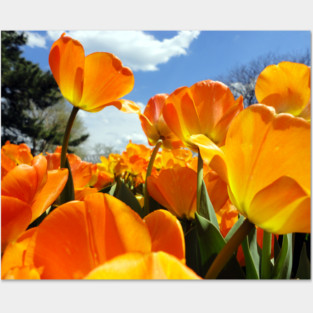 Orange Tulip Reaching for the Sky Posters and Art