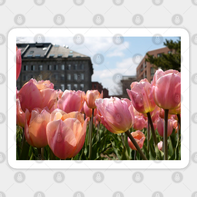 Pink Tulips in Boston Sticker by H. R. Sinclair