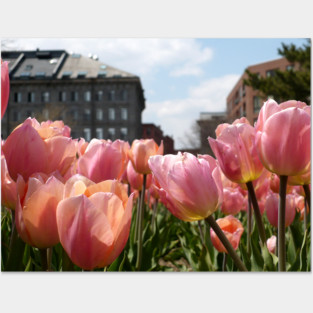 Pink Tulips in Boston Posters and Art