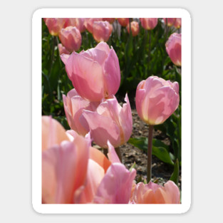 Pink Tulips Sticker