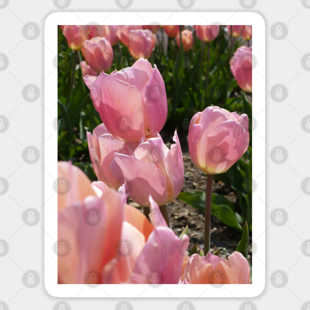 Pink Tulips Sticker by H. R. Sinclair