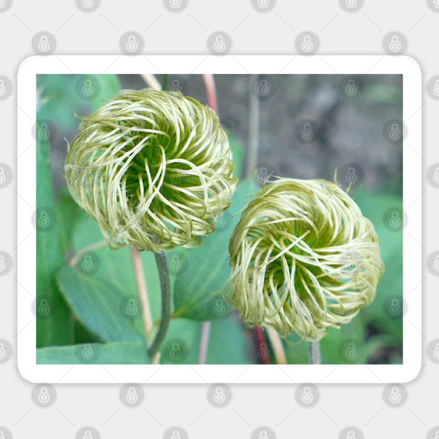 Clematis Seed Head Sticker by H. R. Sinclair