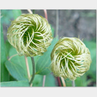 Clematis Seed Head Posters and Art