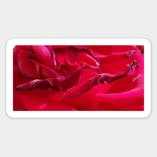 Macro Dying Red Rose Sticker