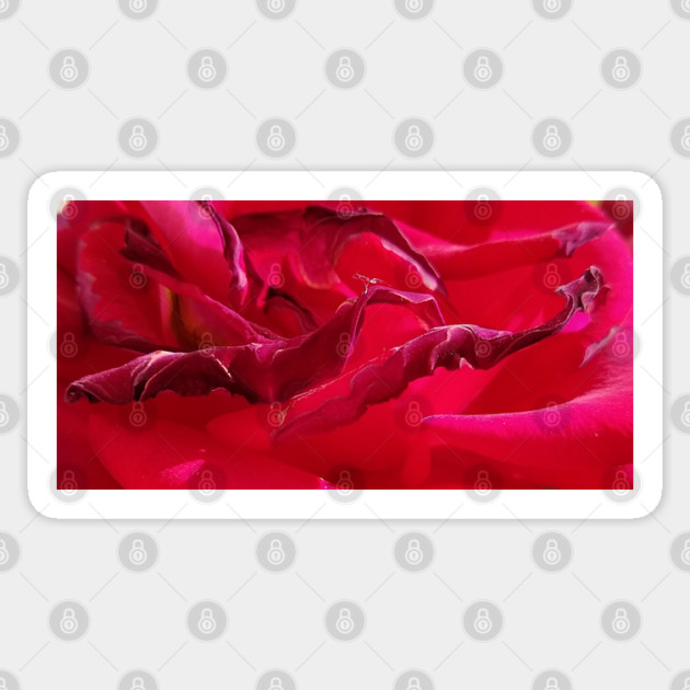 Macro Dying Red Rose Sticker by H. R. Sinclair