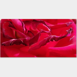 Macro Dying Red Rose Posters and Art