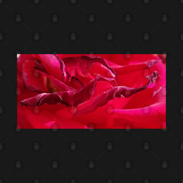 Macro Dying Red Rose by H. R. Sinclair