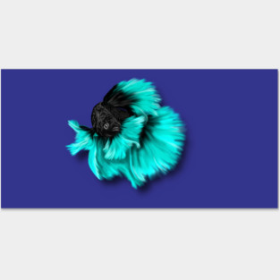 Illustrated Black and Teal Betta Fish Posters and Art