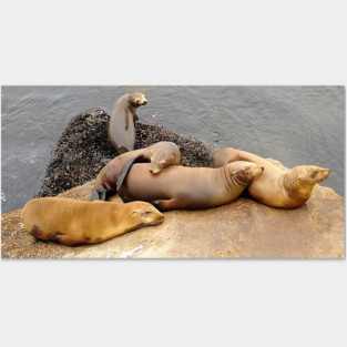 Baby California Sea Lions Posters and Art