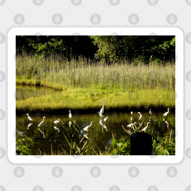 Great Egrets in the Marsh Sticker by H. R. Sinclair