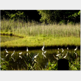 Great Egrets in the Marsh Posters and Art