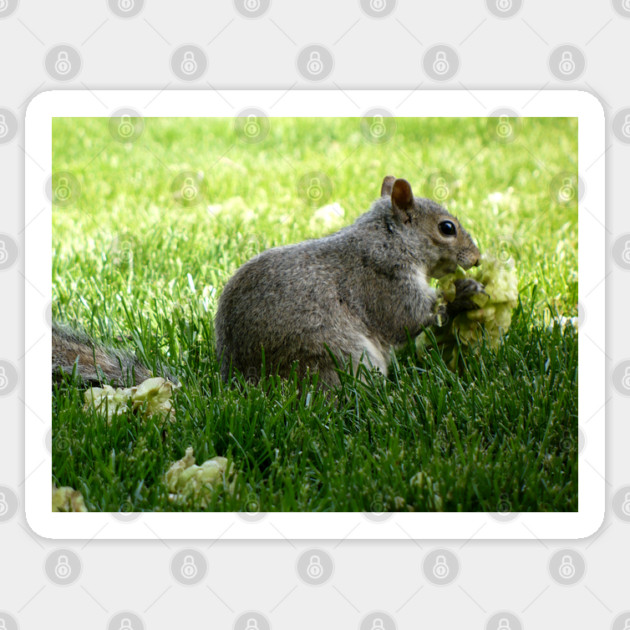 Squirrel eating Flowers Sticker by H. R. Sinclair