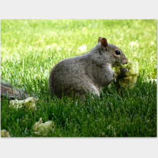 Squirrel eating Flowers Posters and Art
