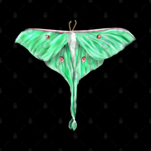 Green Lunar Moth Digital Art by H. R. Sinclair