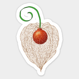 Delicate Chinese Lantern Fruit Art Sticker
