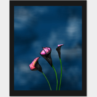Black Calla Lilies Pink Center Posters and Art