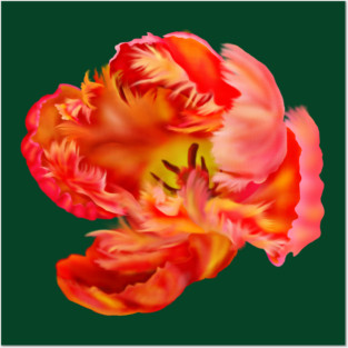 Flaming Orange & Yellow Parrot Tulip Digital Art Posters and Art