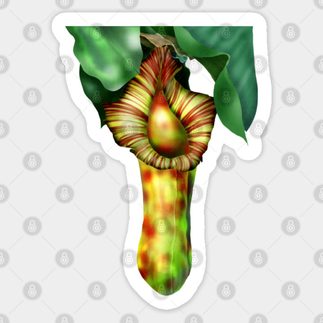 Nepenthes, Pitcher Plant Art Sticker by H. R. Sinclair