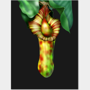 Nepenthes, Pitcher Plant Art Posters and Art