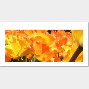 Close-up Orange and Yellow Tulips Posters and Art