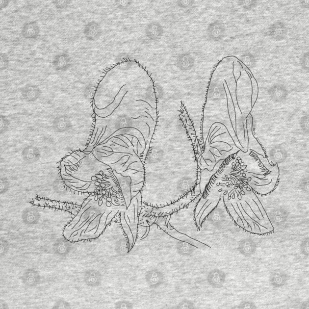 Monkshood Illustration by H. R. Sinclair