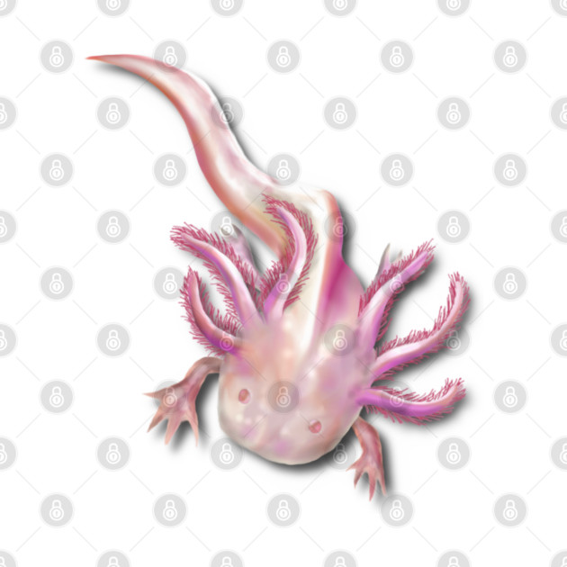 Illustrated Albino Axolotl by H. R. Sinclair