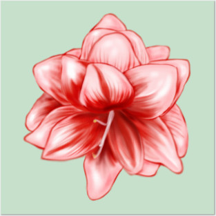 Vintage-look Pink and White Amaryllis Posters and Art