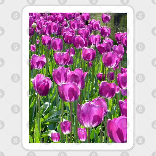 Purple Tulips Sticker by H. R. Sinclair