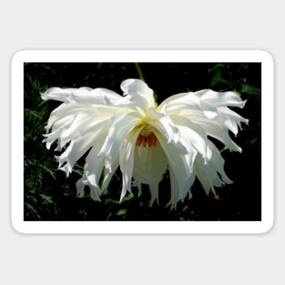 Weeping White Dahlia Sticker