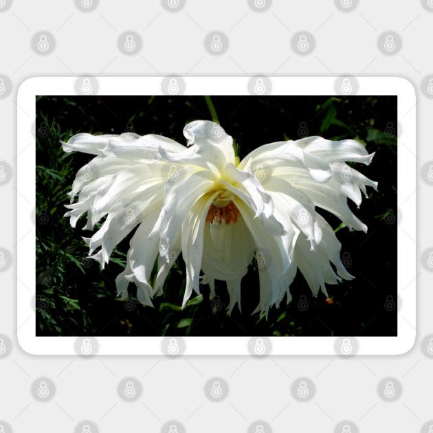 Weeping White Dahlia Sticker by H. R. Sinclair