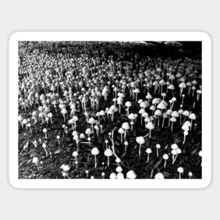 Black and White Mushroom Colony Sticker