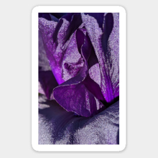 Purple Velvet Iris Sticker