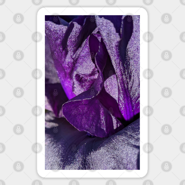 Purple Velvet Iris Sticker by H. R. Sinclair