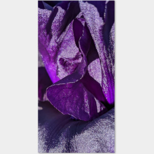 Purple Velvet Iris Posters and Art