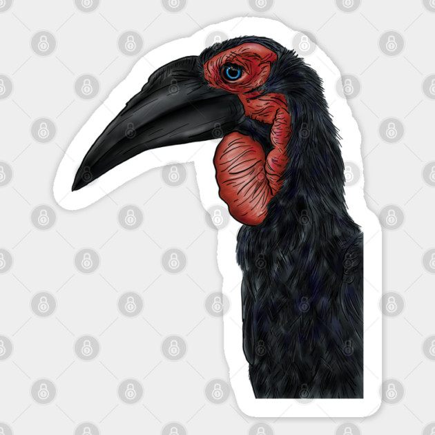 Southern Ground Hornbill Illustration Sticker by H. R. Sinclair