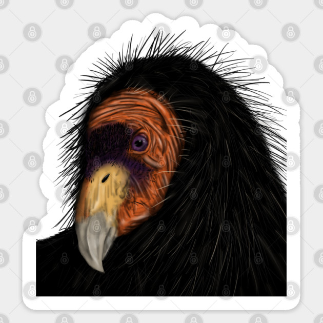 Illustrated California Condor Sticker by H. R. Sinclair