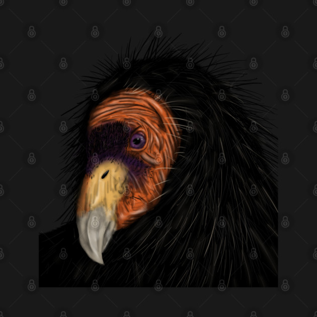 Illustrated California Condor by H. R. Sinclair