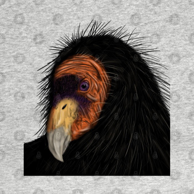 Illustrated California Condor by H. R. Sinclair
