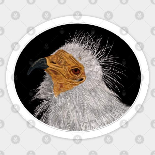 Illustrated Egyptian Vulture Sticker by H. R. Sinclair