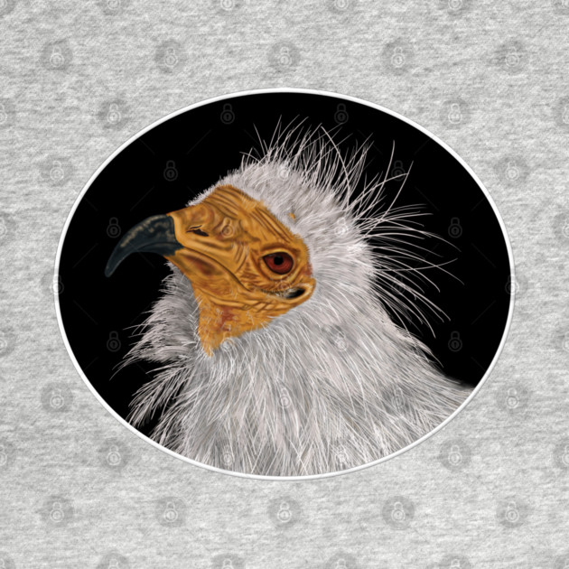 Illustrated Egyptian Vulture by H. R. Sinclair