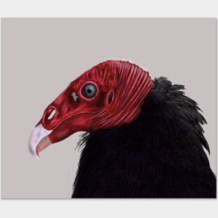 Illustrated Turkey Vulture Posters and Art